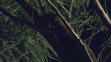 Sugar Glider climbing a tree branch at night