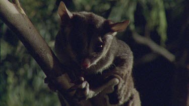 Sugar Glider on a tree branch at night