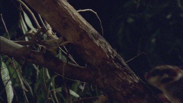 Sugar Glider climbing a tree branch at night