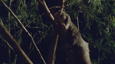 Sugar Glider climbing a tree branch at night