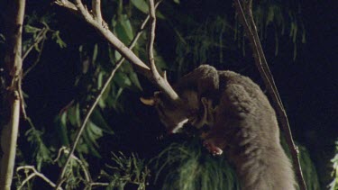 Sugar Glider on a tree branch at night