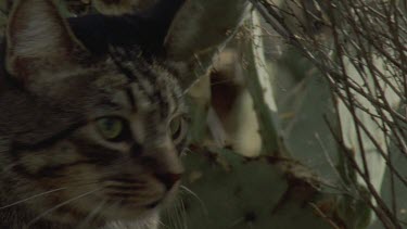 Close up of a Feral Cat in the undergrowth