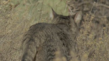 Close up of a Feral Cat in the grass
