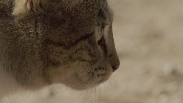 Close up of a Feral Cat head