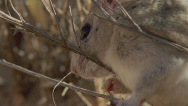 Close up of a Arizona Native Mouse