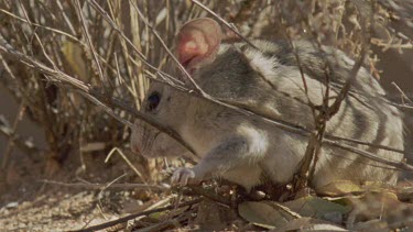 Close up of a Arizona Native Mouse