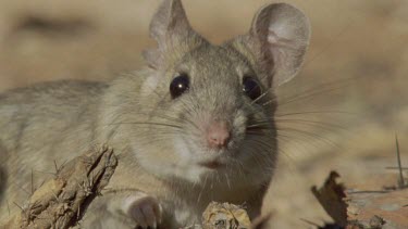 Close up of a Arizona Native Mouse