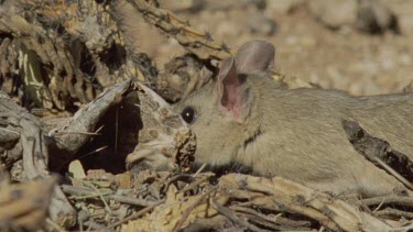 Close up of a Arizona Native Mouse
