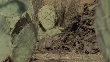 Close up of a Arizona Native Mouse on the ground