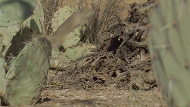 Arizona Native Mouse scurrying on the ground