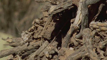 Arizona Native Mouse scurrying from a den