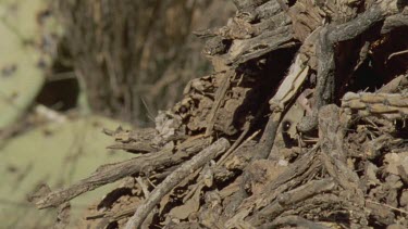 Arizona Native Mouse scurrying from a den