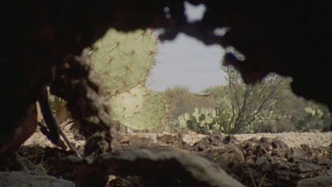 Feral Cat walking as seen from inside a den