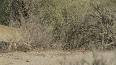 Feral Cat walking through dry undergrowth