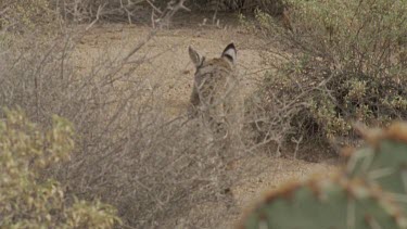 Feral Cat walking through dry undergrowth