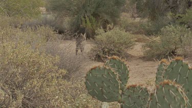 Feral Cat walking through dry undergrowth