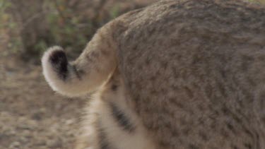 Close up of Feral Cat tail