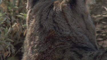 Close up of Feral Cat head