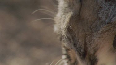 Close up of Feral Cat head