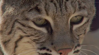 Close up of Feral Cat head