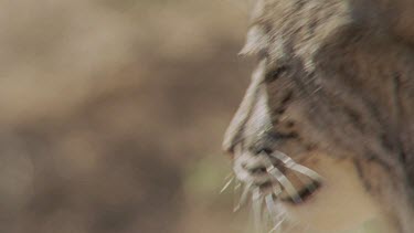 Close up of Feral Cat head