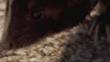 Close up of Skunk sniffing the ground