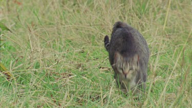 Feral Cat prowling in green grass