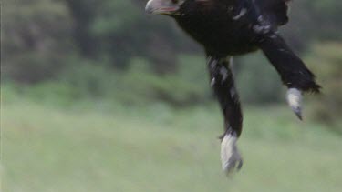 Wedge-tailed Eagle in flight