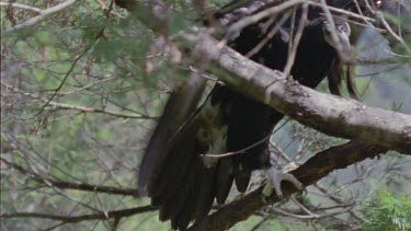 Wedge-tailed Eagle in a tree