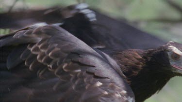 Close up of Wedge-tailed Eagle in a tree