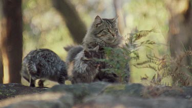 Feral Cat with kittens