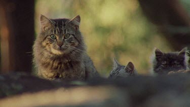 Feral Cat with kittens