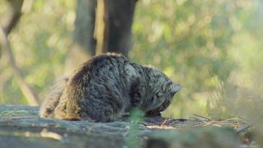 Feral Cat kittens in a forest