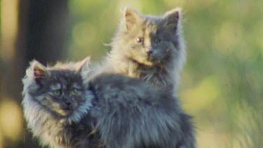 Feral Cat kittens in a forest
