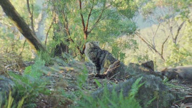 Feral Cat and kittens in a forest