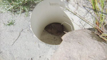 Greater stick nest rat caught in a sleeve