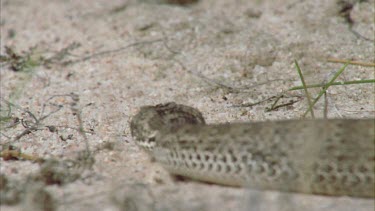 Death Adder slithering in the sand