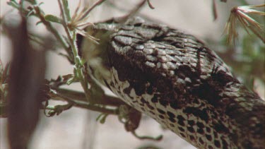 Close up of a Death Adder head