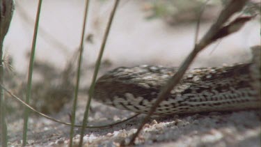 Close up of Death Adder slithering in the sand