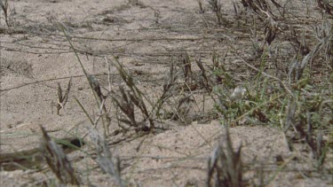 Death Adder slithering in the sand