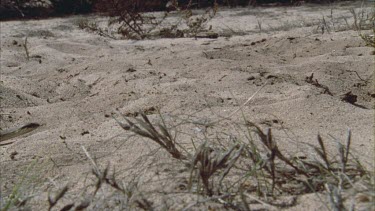 Death Adder slithering in the sand