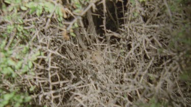 Death Adder slithering in the grass