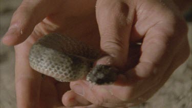 Holding a Death Adder to highlight the tip of its tail