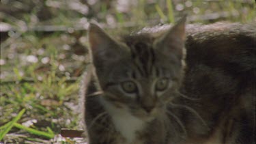 Feral Cat kitten in the grass