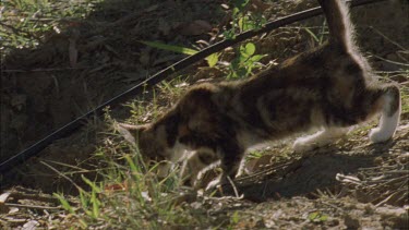 Feral Cat kitten in the grass