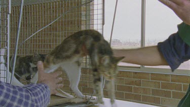 Veterinarian taking a Feral Cat from a cage
