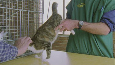 Veterinarian checking a Feral Cat