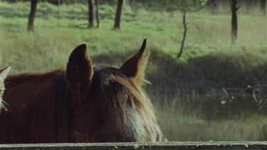 Cat walking on a fence by a horse