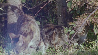 Cats prowling by a fence