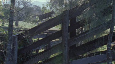 Cat walking on a fence